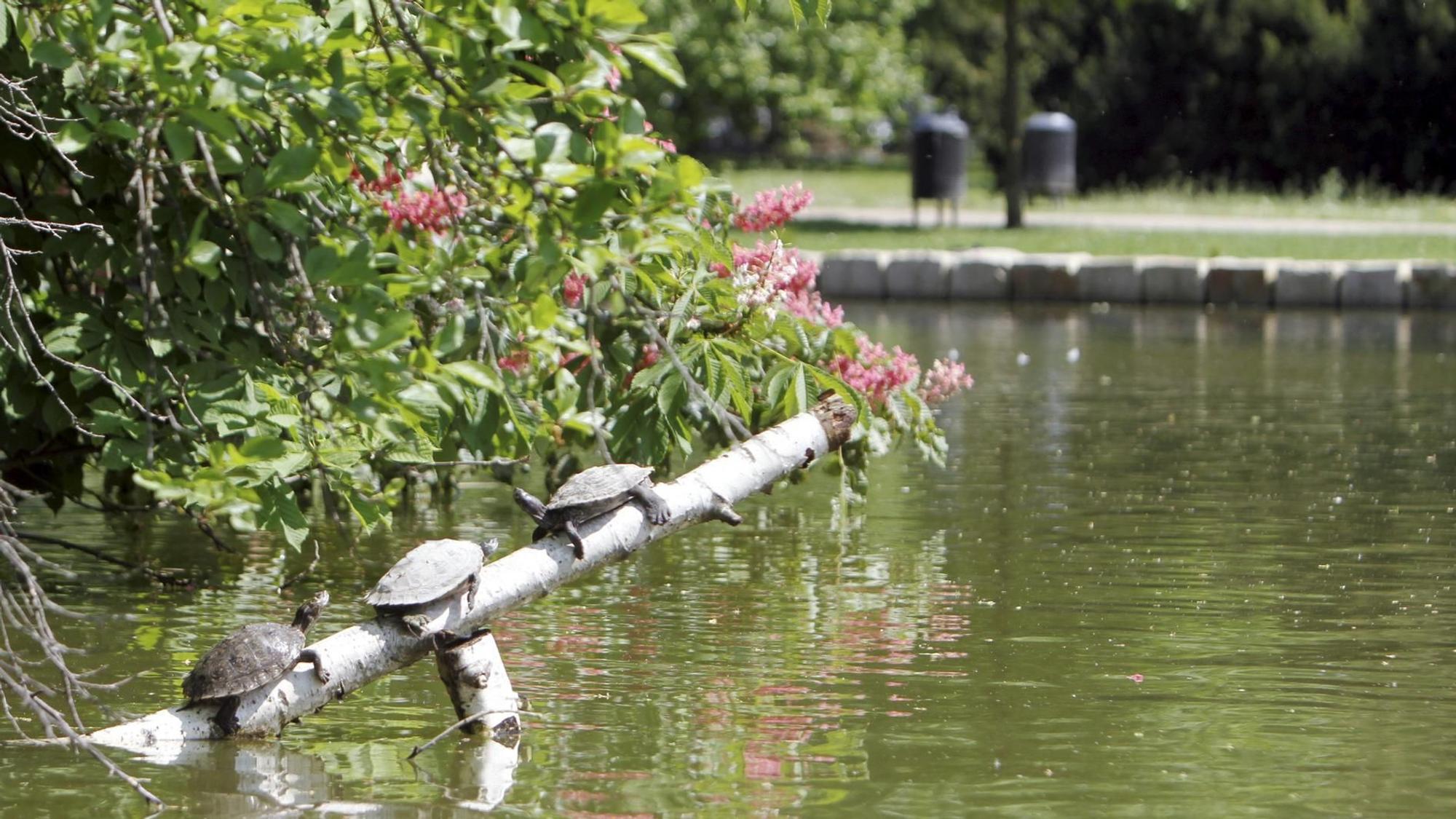 drei Schildkröten sitzen auf einem Baumstamm, der aus dem Wasser ragt