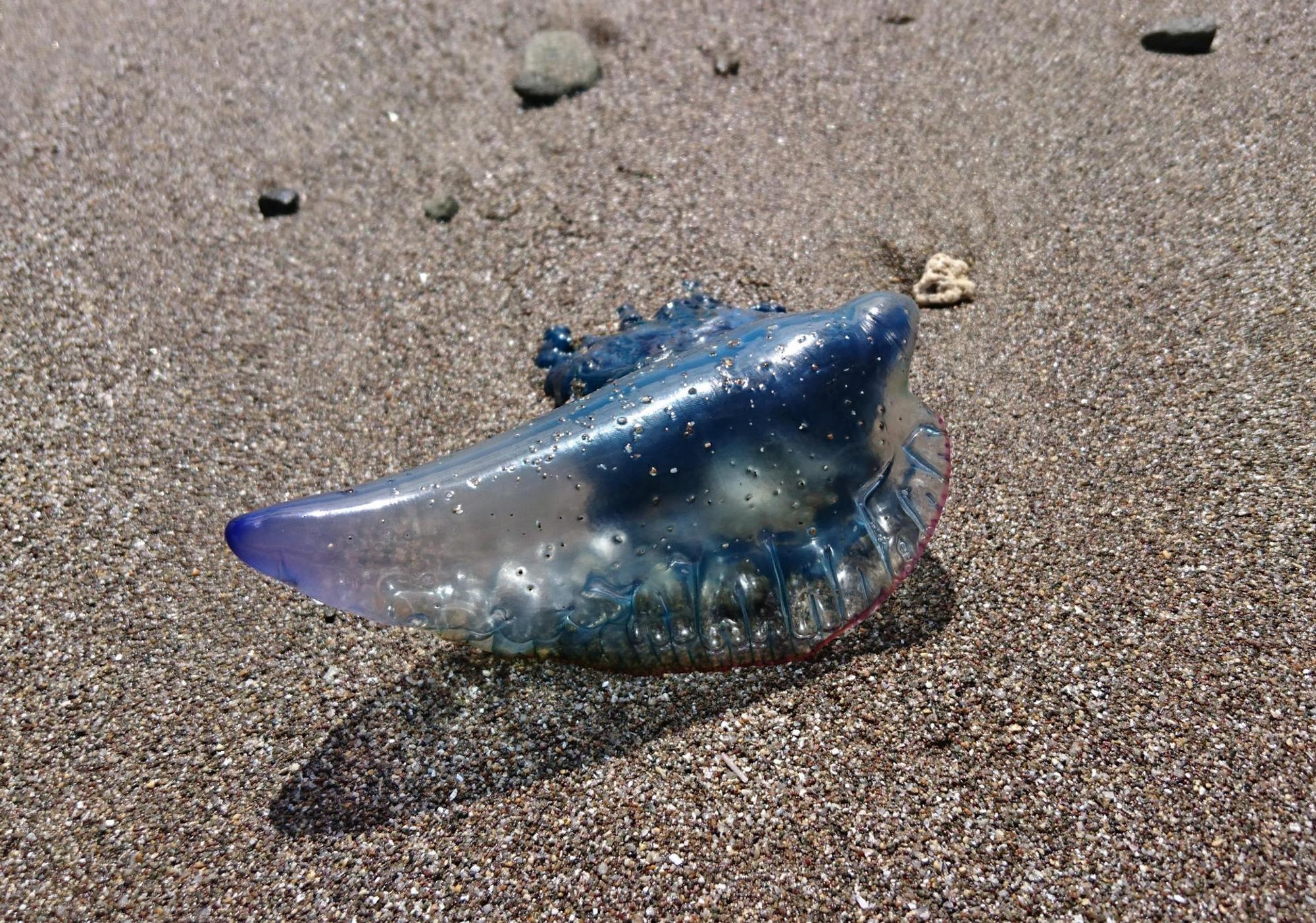 Bluebottle Portugiesische Galeere 270122