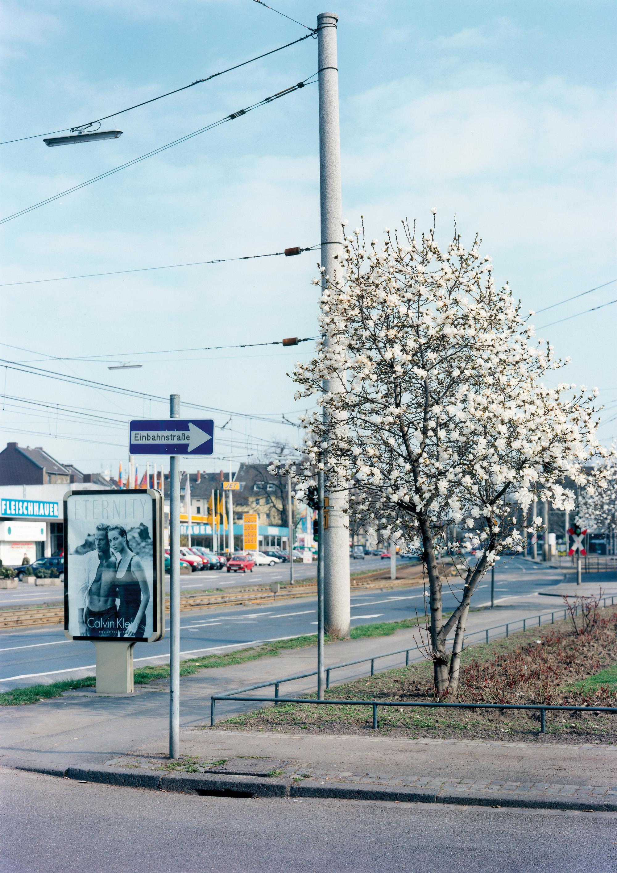 MagnolieAusstellung