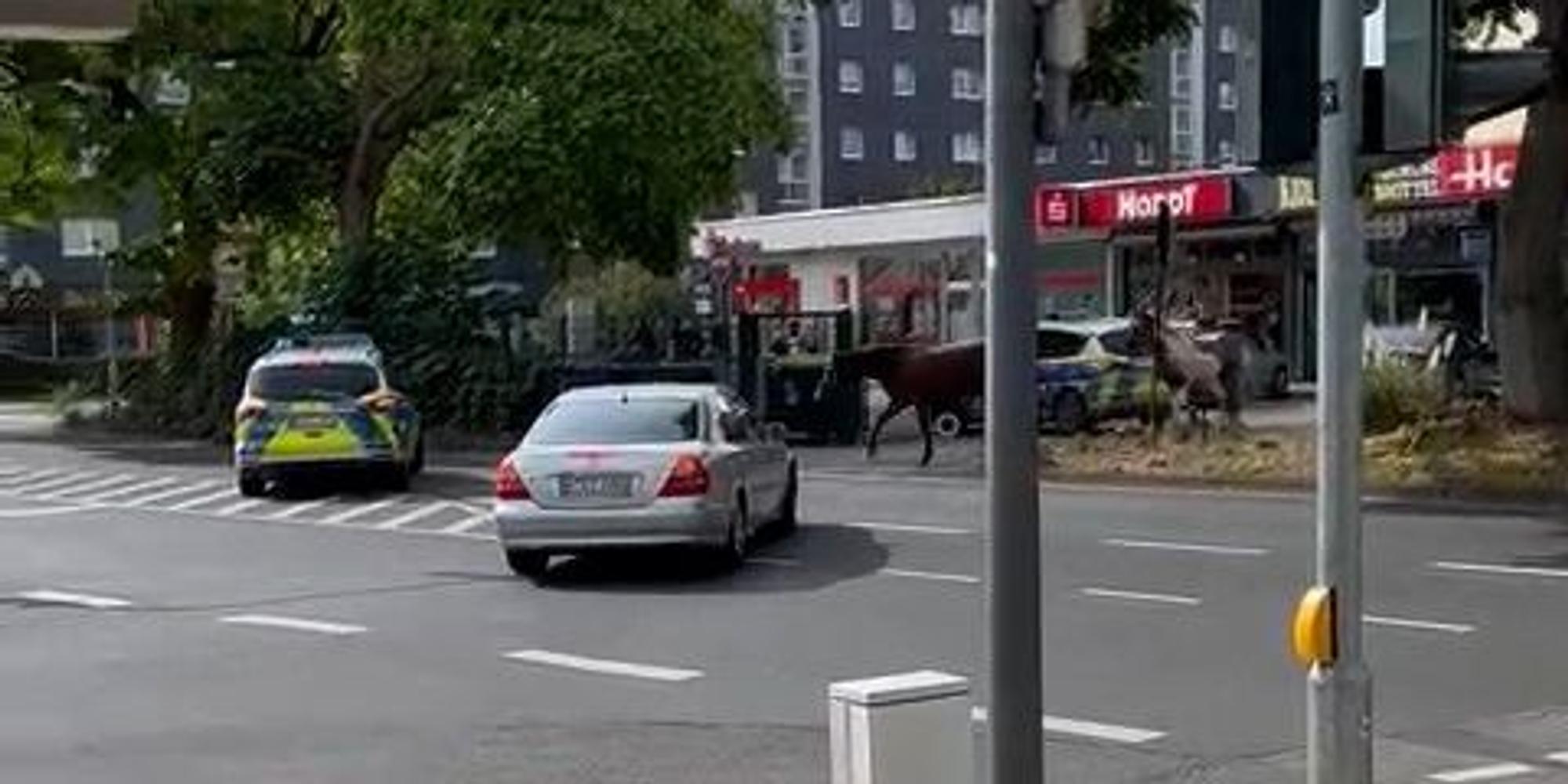 Ausgebüxte Pferde