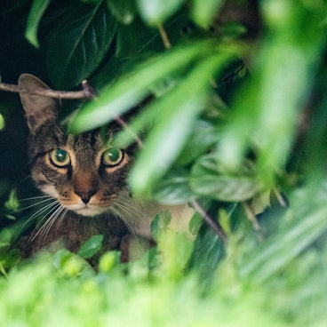 Symbolbild Katze Zeckenmittel tödlich