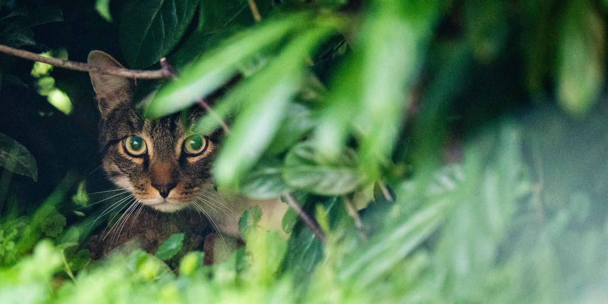 Symbolbild Katze Zeckenmittel tödlich
