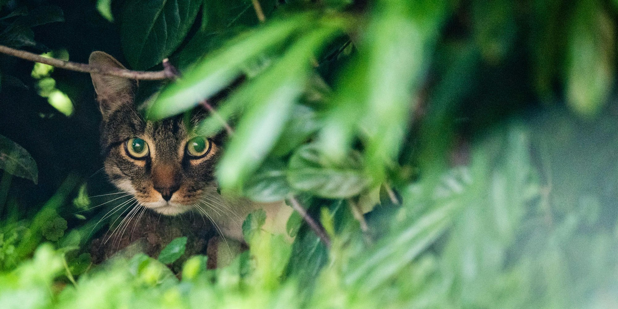 Symbolbild Katze Zeckenmittel tödlich