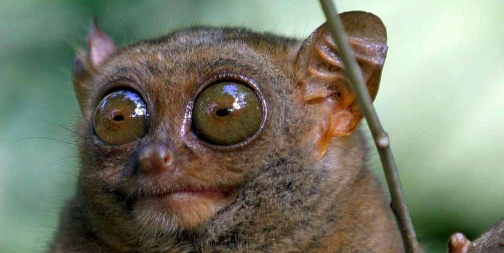 KINA_Wie_Falken_ersp_19081748