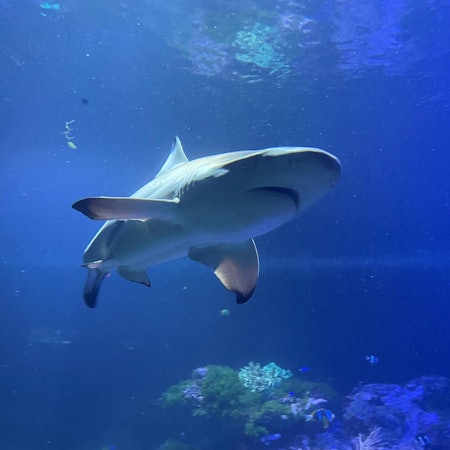 Hai Angriff Symbolbild dpa