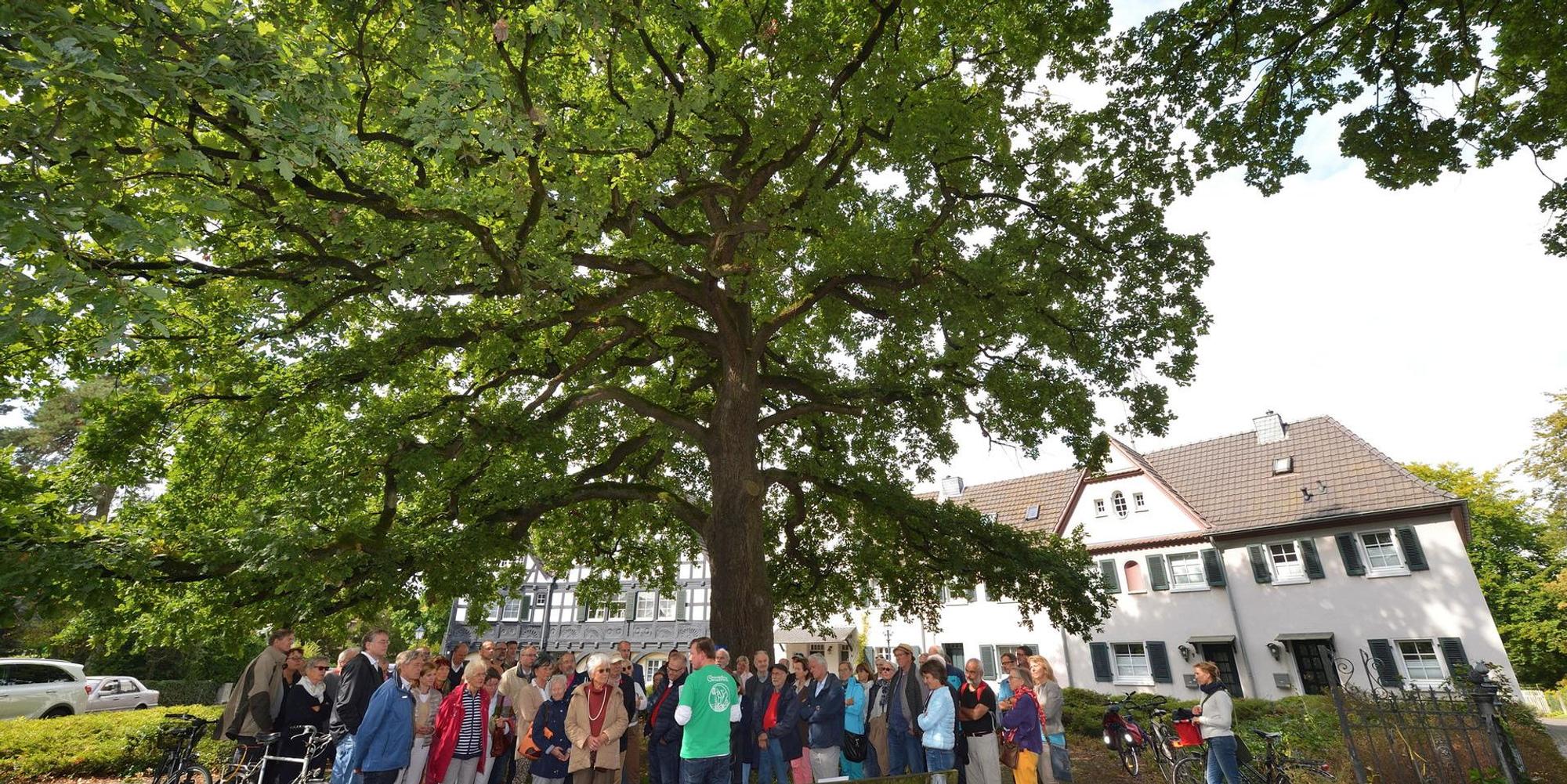 Gronauer_Alte_eiche