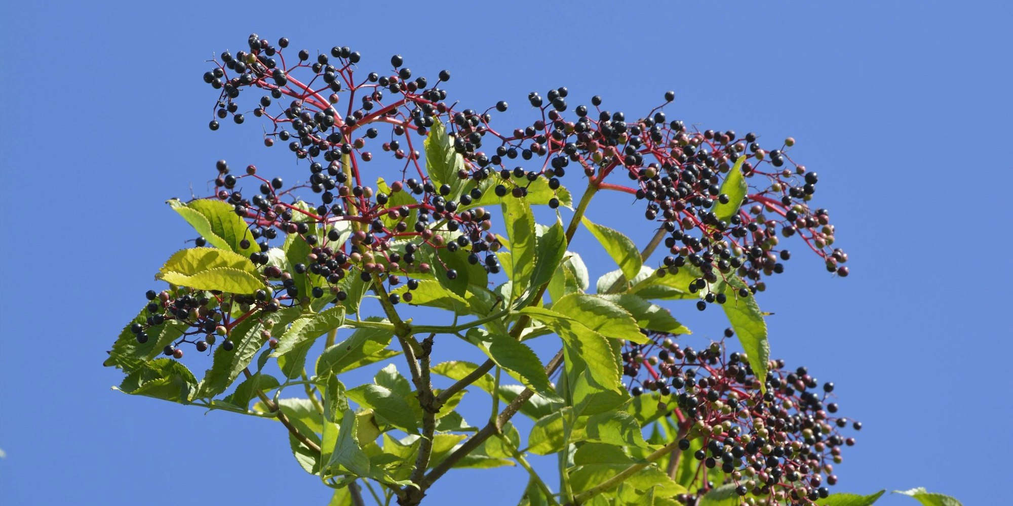 Holunder imago Westend6162604408h