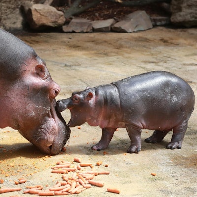 Nilpferd-Baby Nils 1