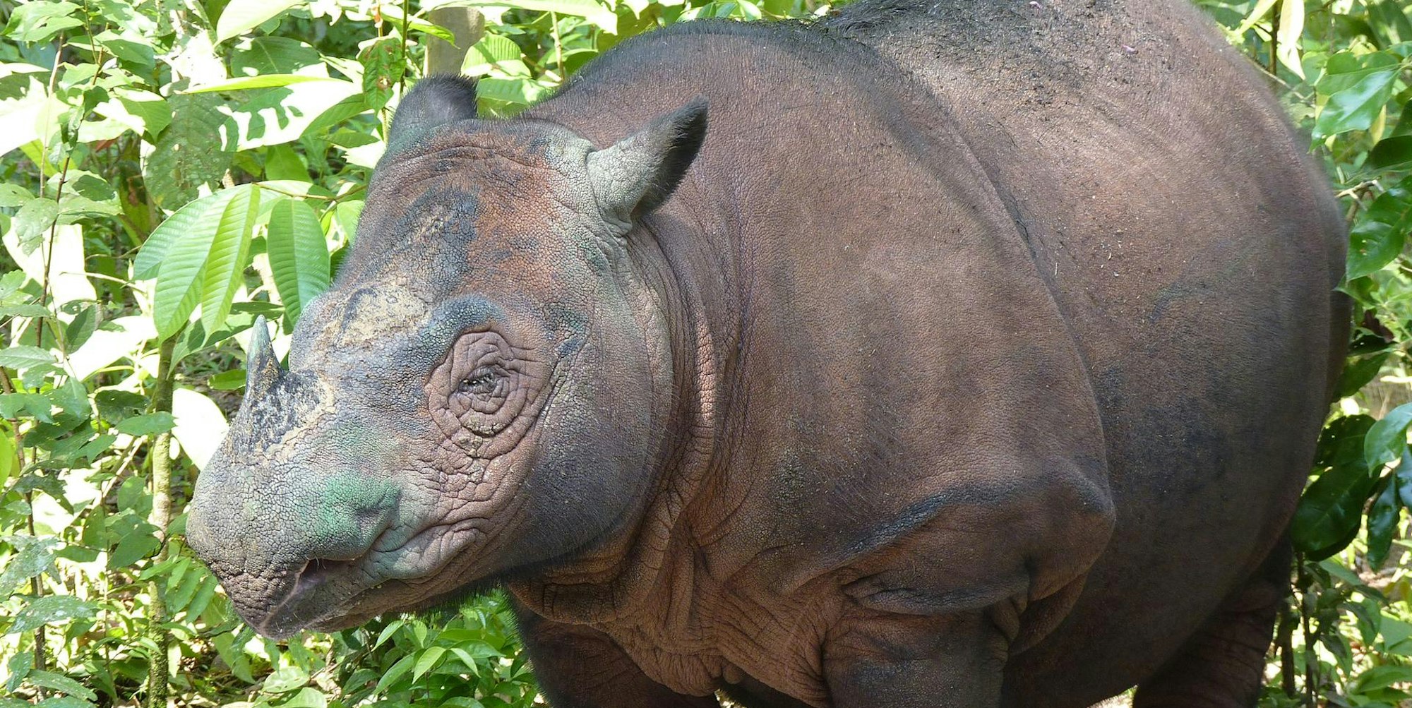 Malaysias letztes Sumatra-Nashorn 241119