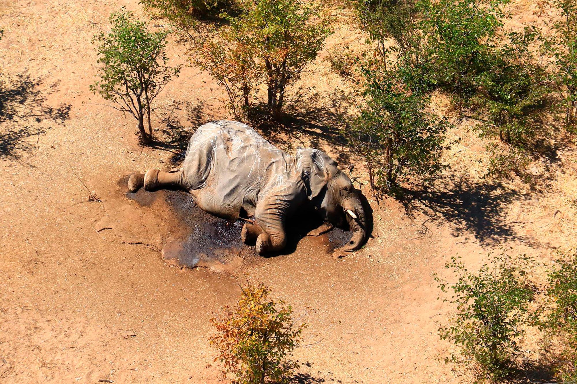 Elefant ap neu
