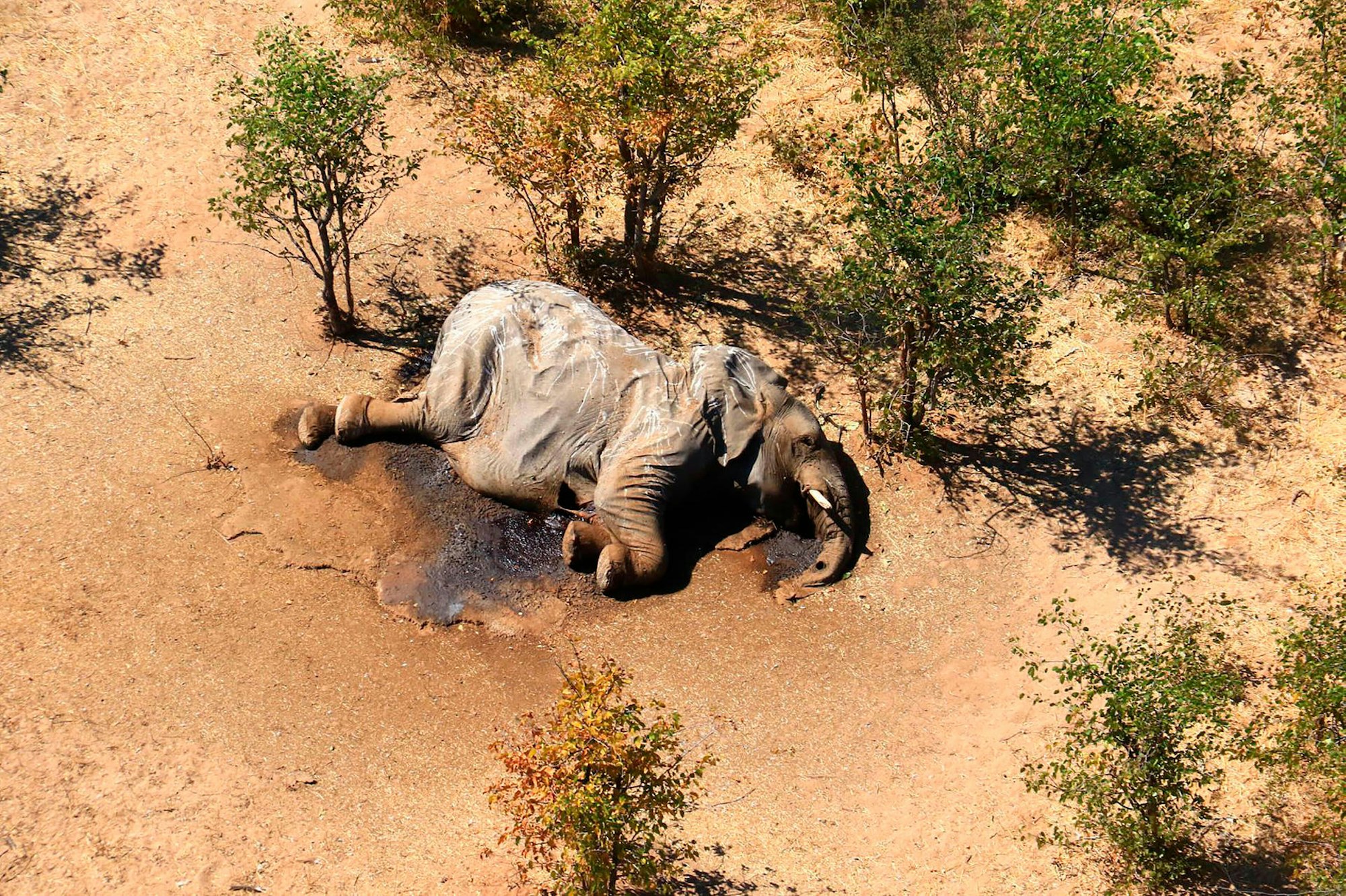 Elefant ap neu