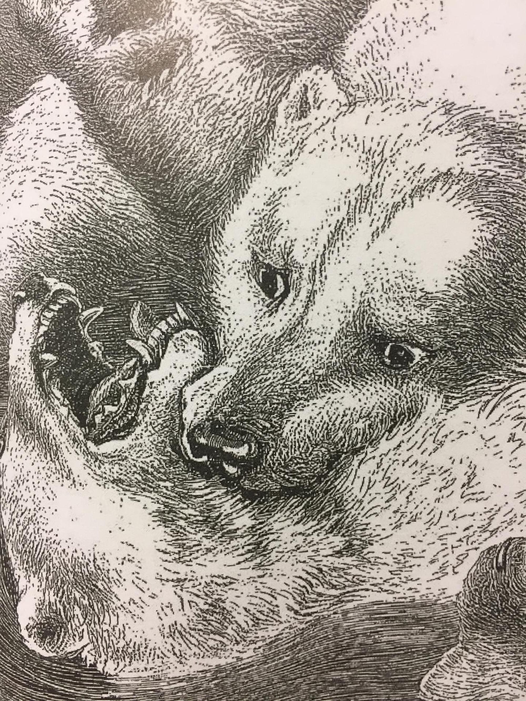Eisbär
