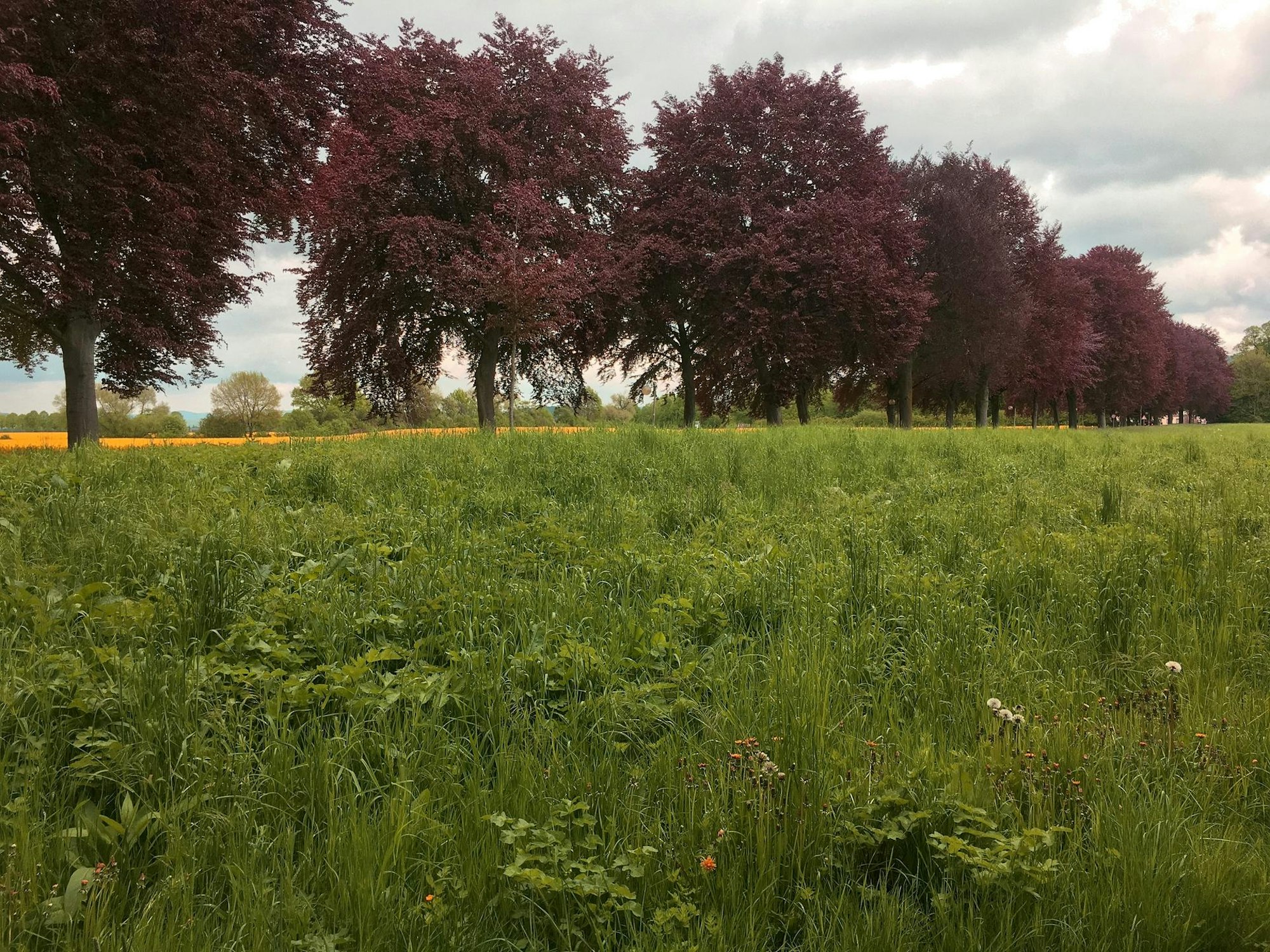 Blutbuchen-Allee_MichaelFunk01_neu