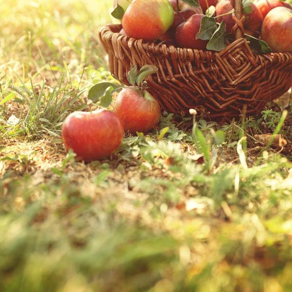 apfel korb getty