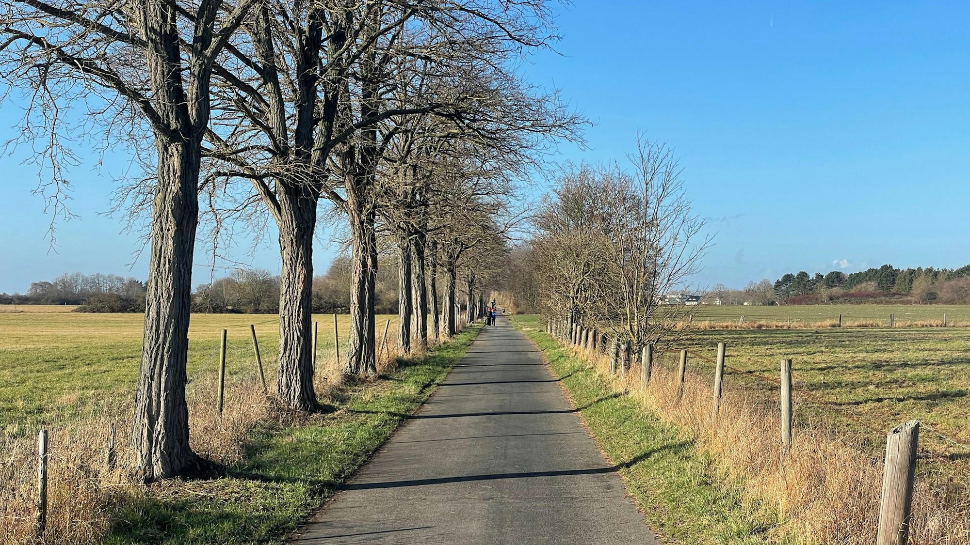 Das Bild zeigt einen Weg, an dem Bäume stehen.