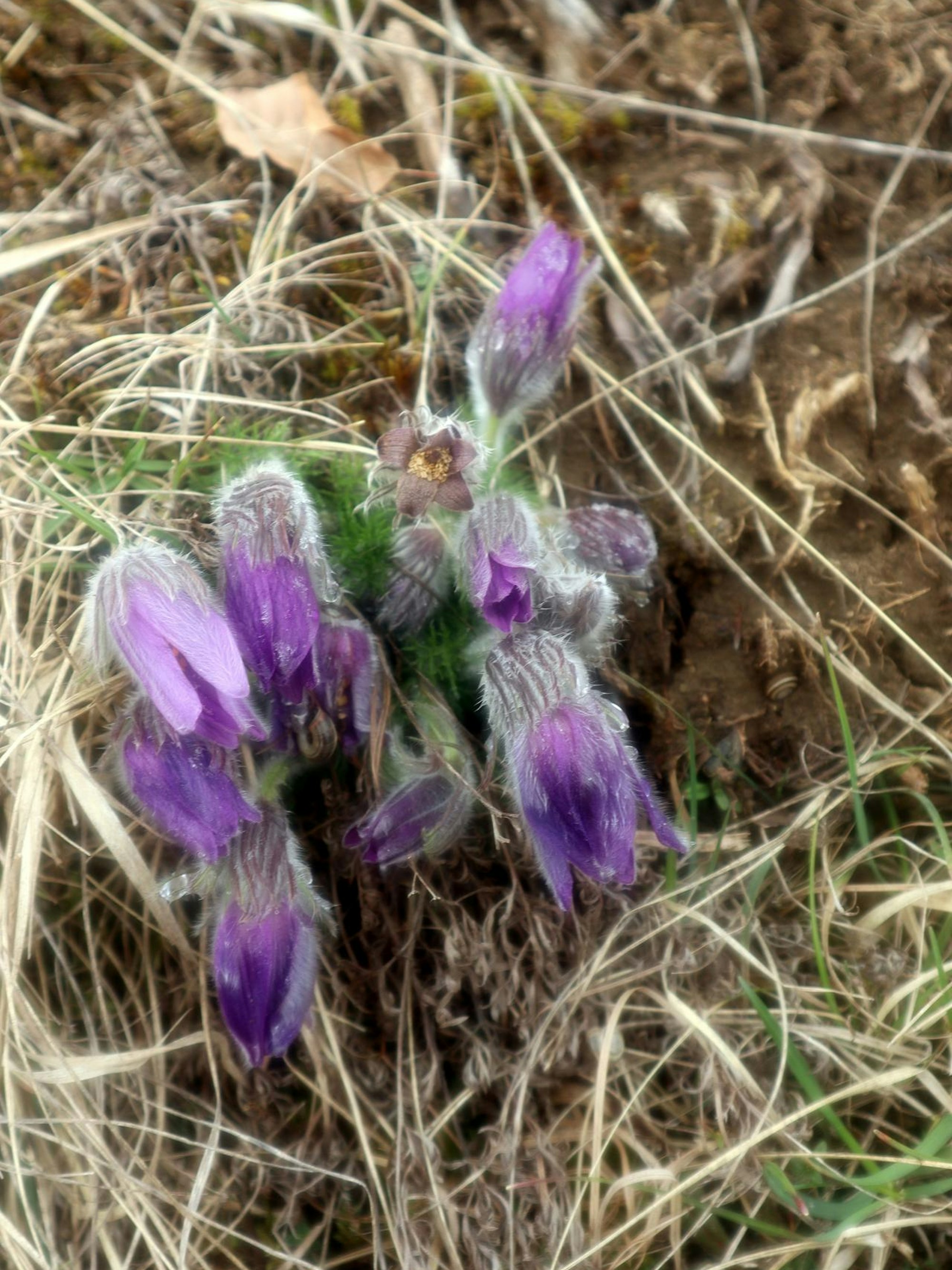 Wanderung Kerpen Knabenkraut
