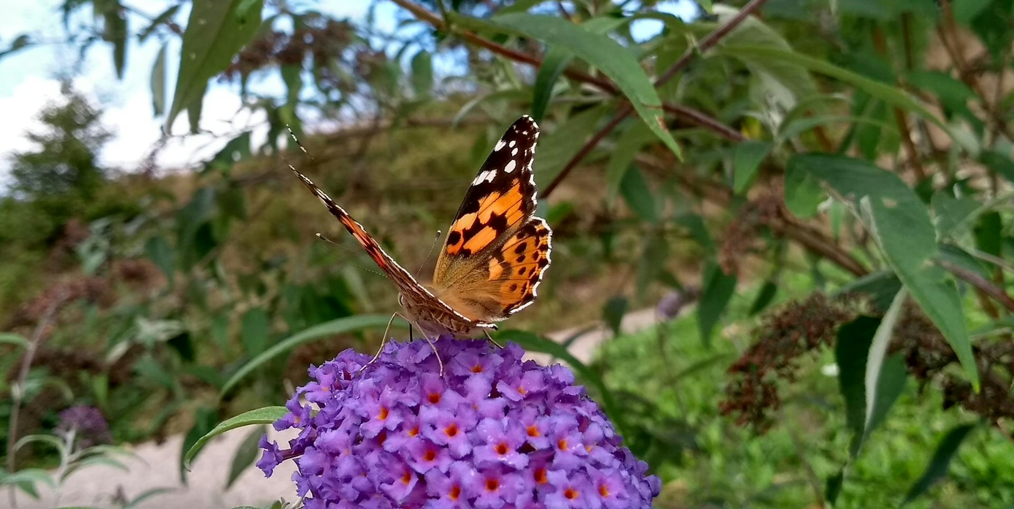 Distelfalter_KINA_Eifel_62236323