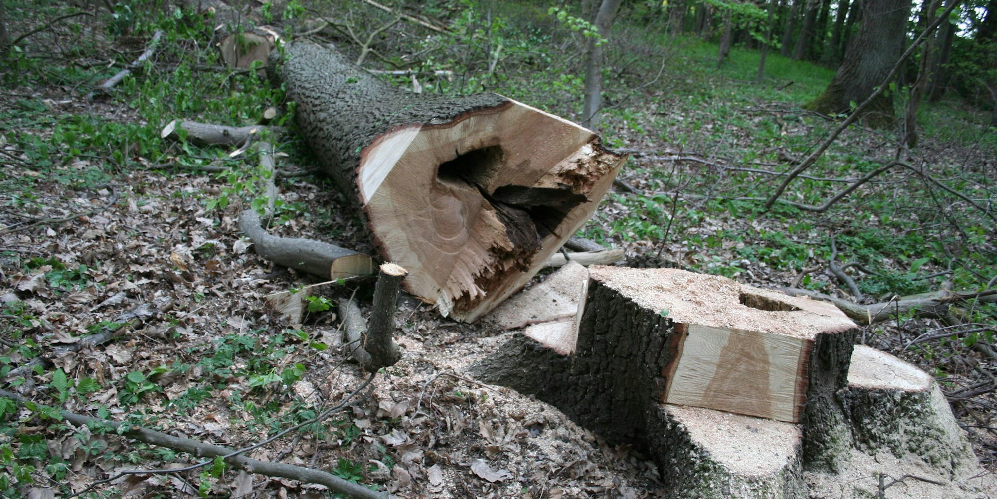 Gefallener Baum Friesheimer Busch