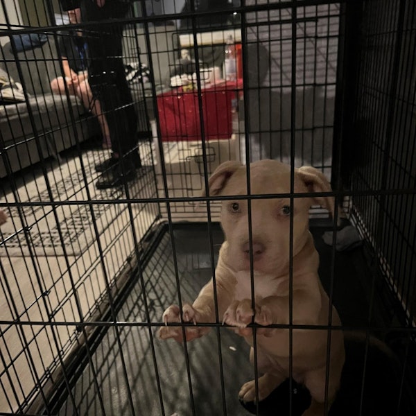 Welpe_Lev_Albert-Schweiter-Str.