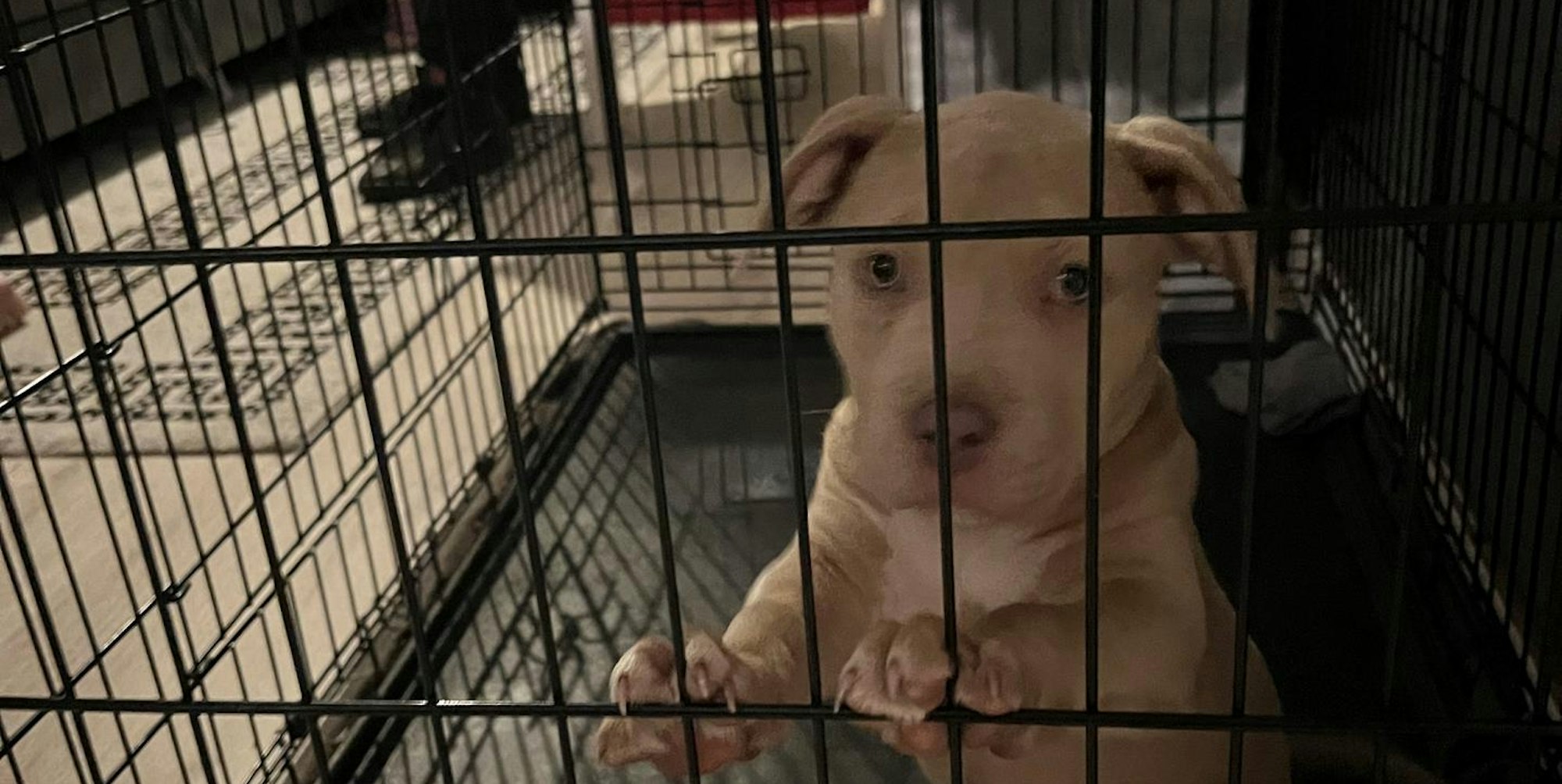 Welpe_Lev_Albert-Schweiter-Str.